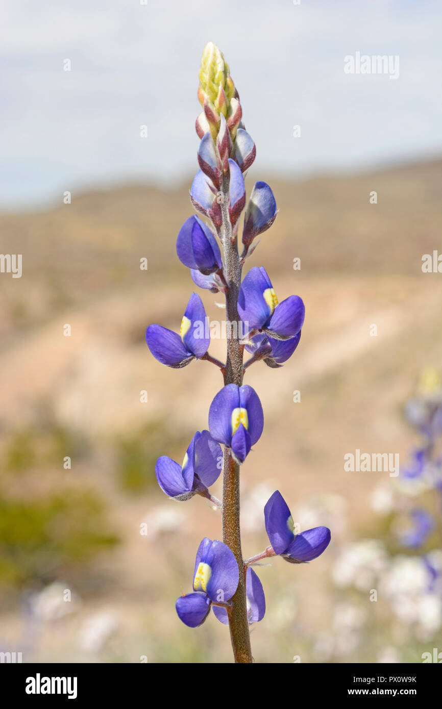 Texas Bluebonnet in the Desert of Big Bend National Park in Texas Stock Photo