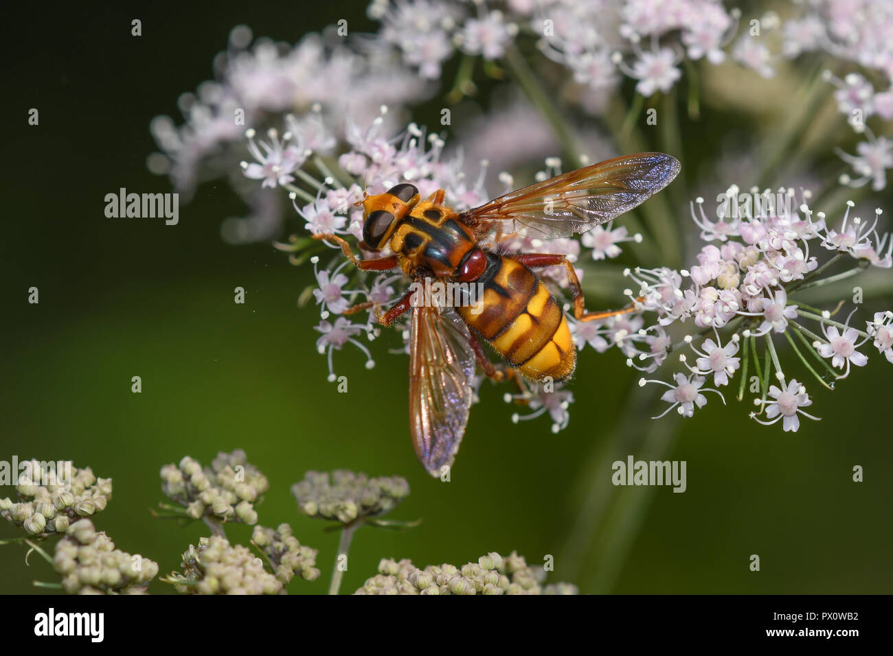 Yellow jacket hoverfly feeding on the flowers of angelica Stock Photo