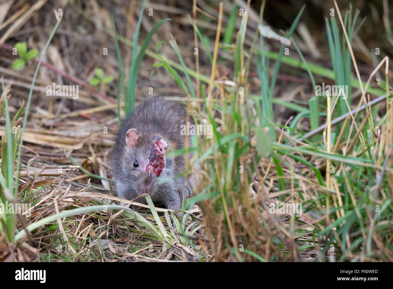 Close up of horribly injured common brown rat (Rattus norvegicus) looking head-on with only one eye. Injury: dominance or territory squabble. Stock Photo