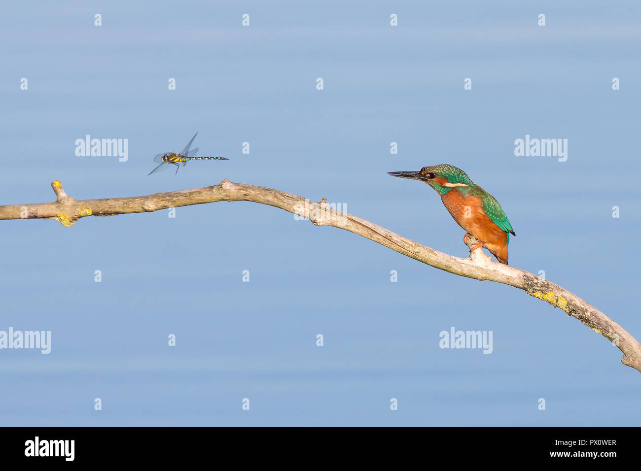Comical side view of wild, hungry, common kingfisher bird (Alcedo atthis) isolated perching on branch over water, staring at hovering dragonfly prey. Stock Photo