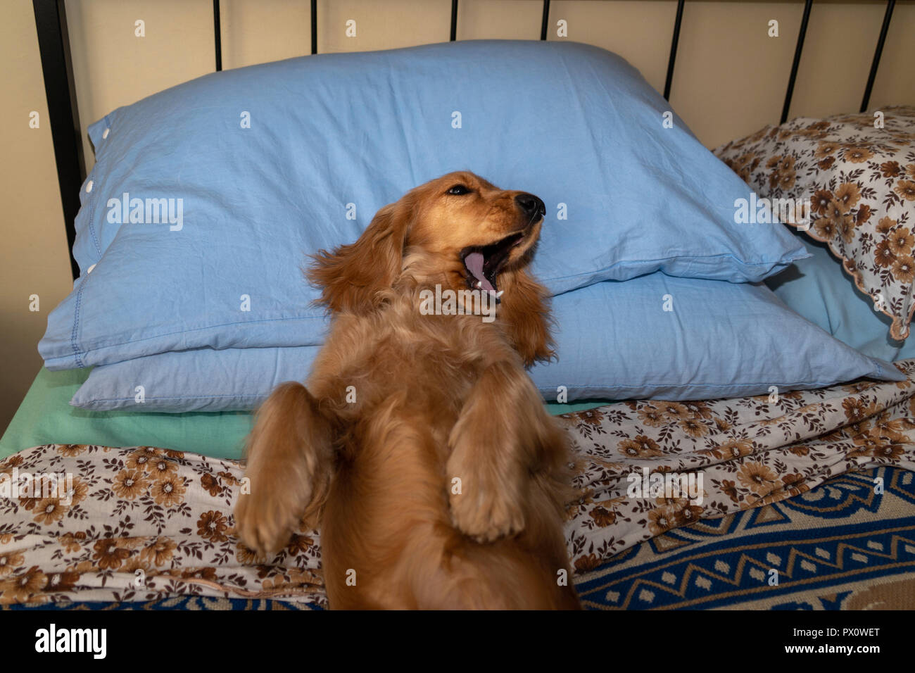 furminator cocker spaniel