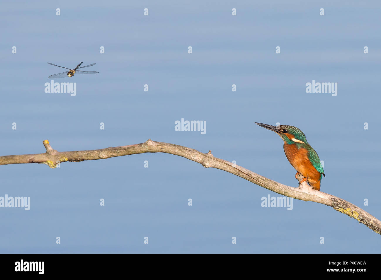 Comical side view of wild, hungry, UK kingfisher bird (Alcedo atthis) isolated perching on branch over water, staring at hovering dragonfly prey. Stock Photo