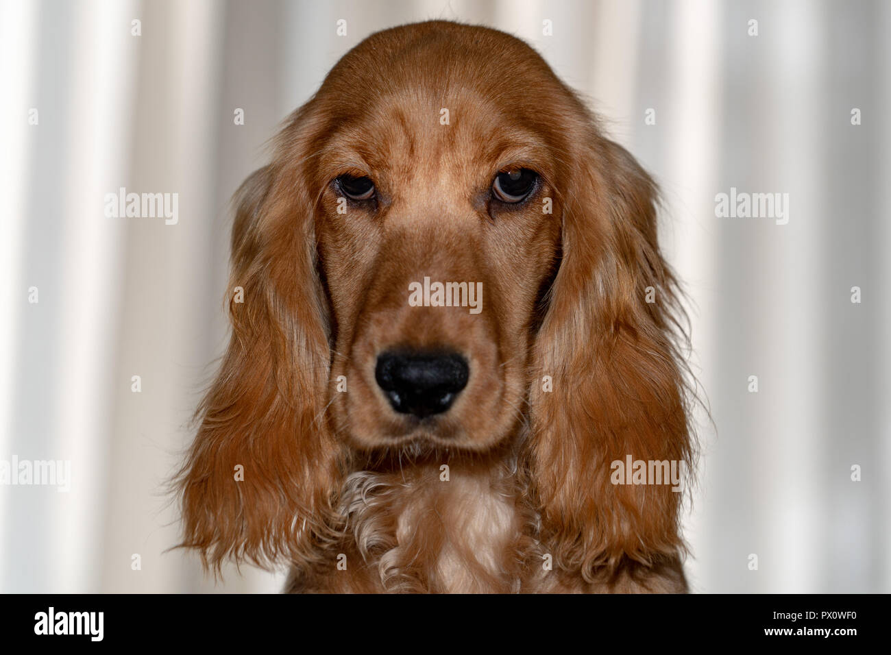 Adorable Baby Puppy Dog Cocker Spaniel Portrait Looking At You Stock Photo Alamy
