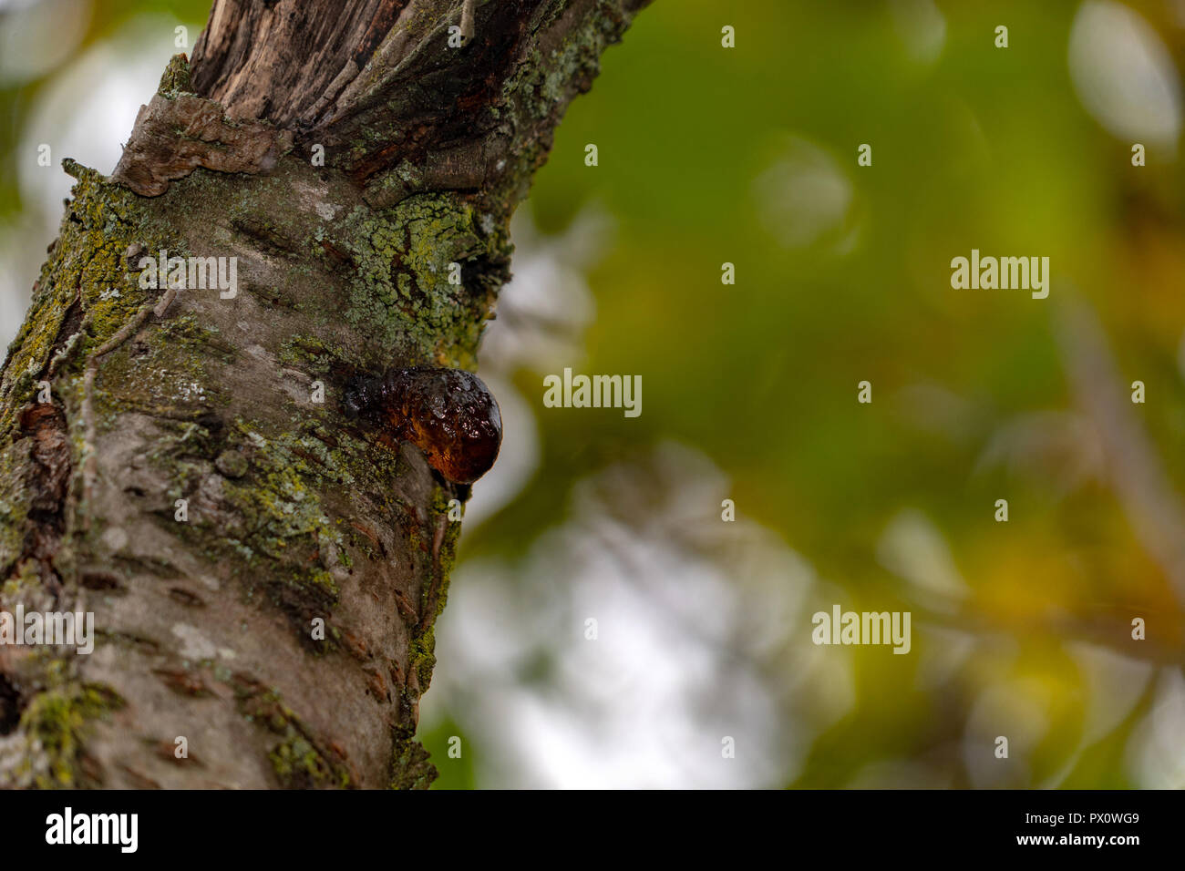 Close up frankincense tree hi-res stock photography and images - Alamy