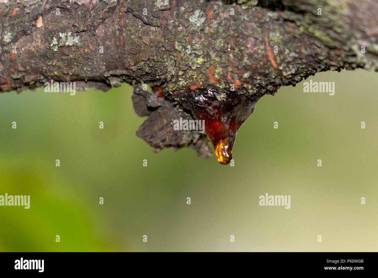 Sap Frankincense Tree High Resolution Stock Photography and Images - Alamy