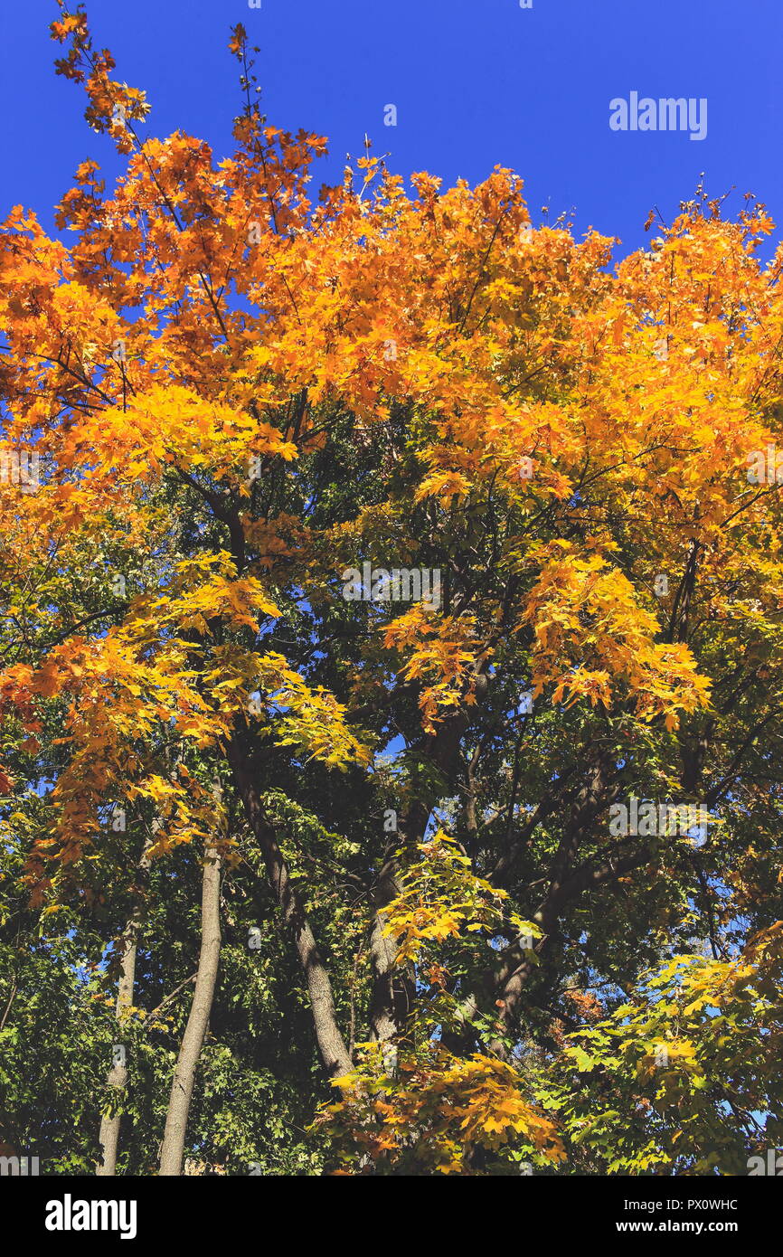 incredibly beautiful autumn forest landscape Stock Photo - Alamy