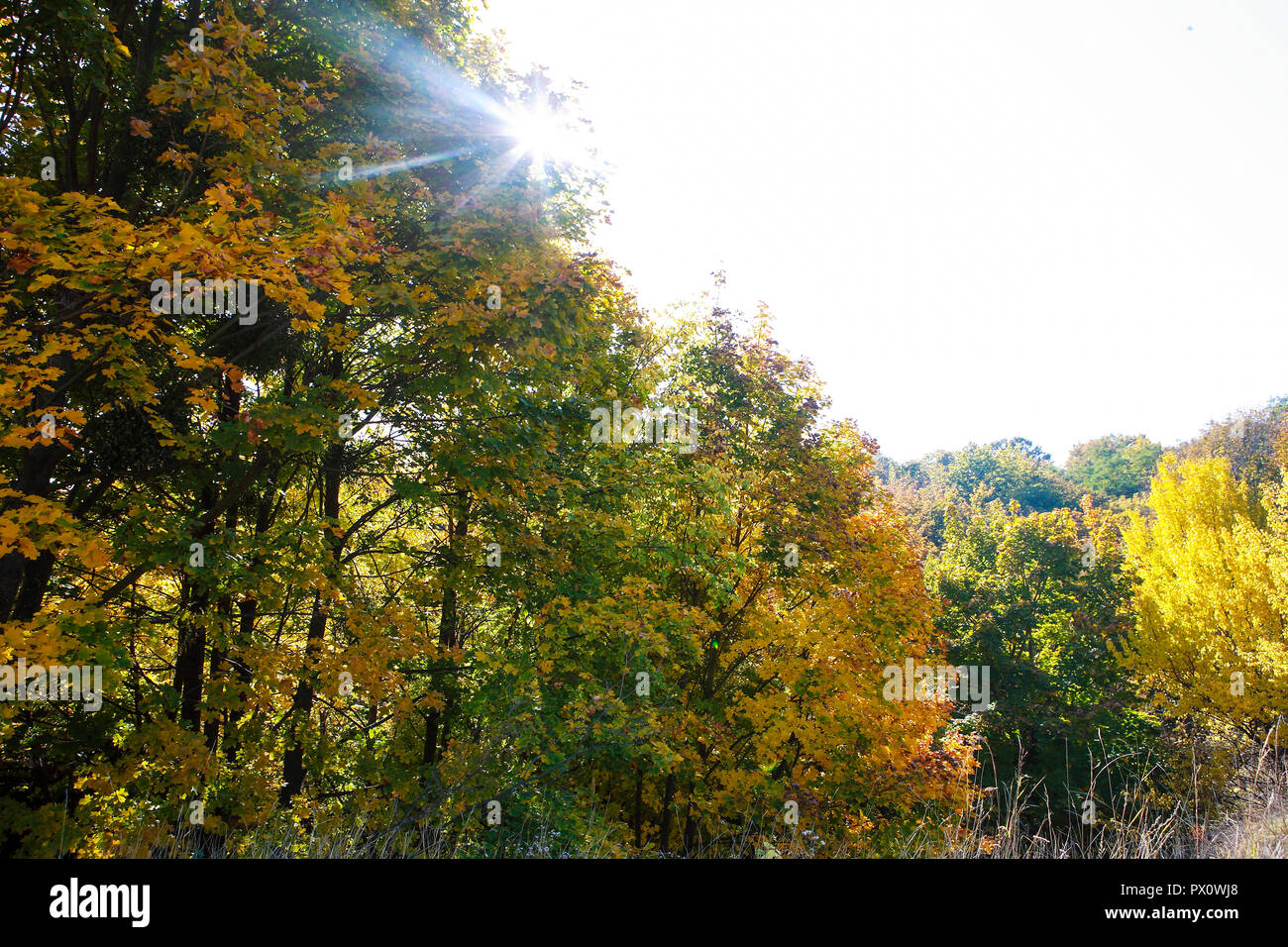 incredibly beautiful autumn forest landscape Stock Photo - Alamy