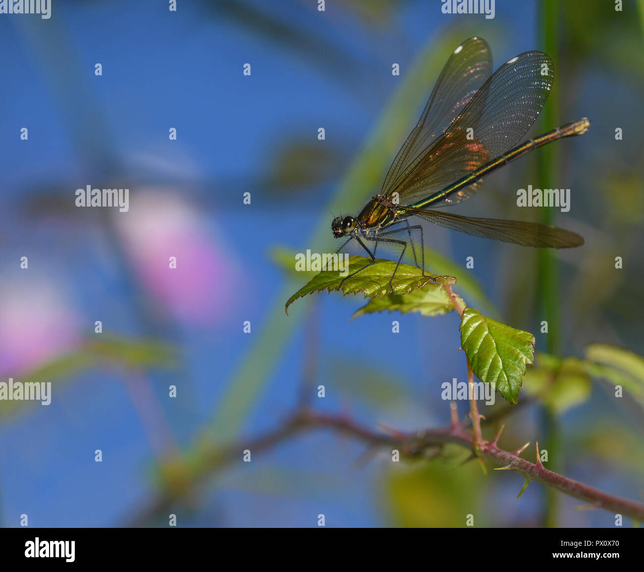 Beautiful demoiselle perches in the vegetation with the sky in the background Stock Photo
