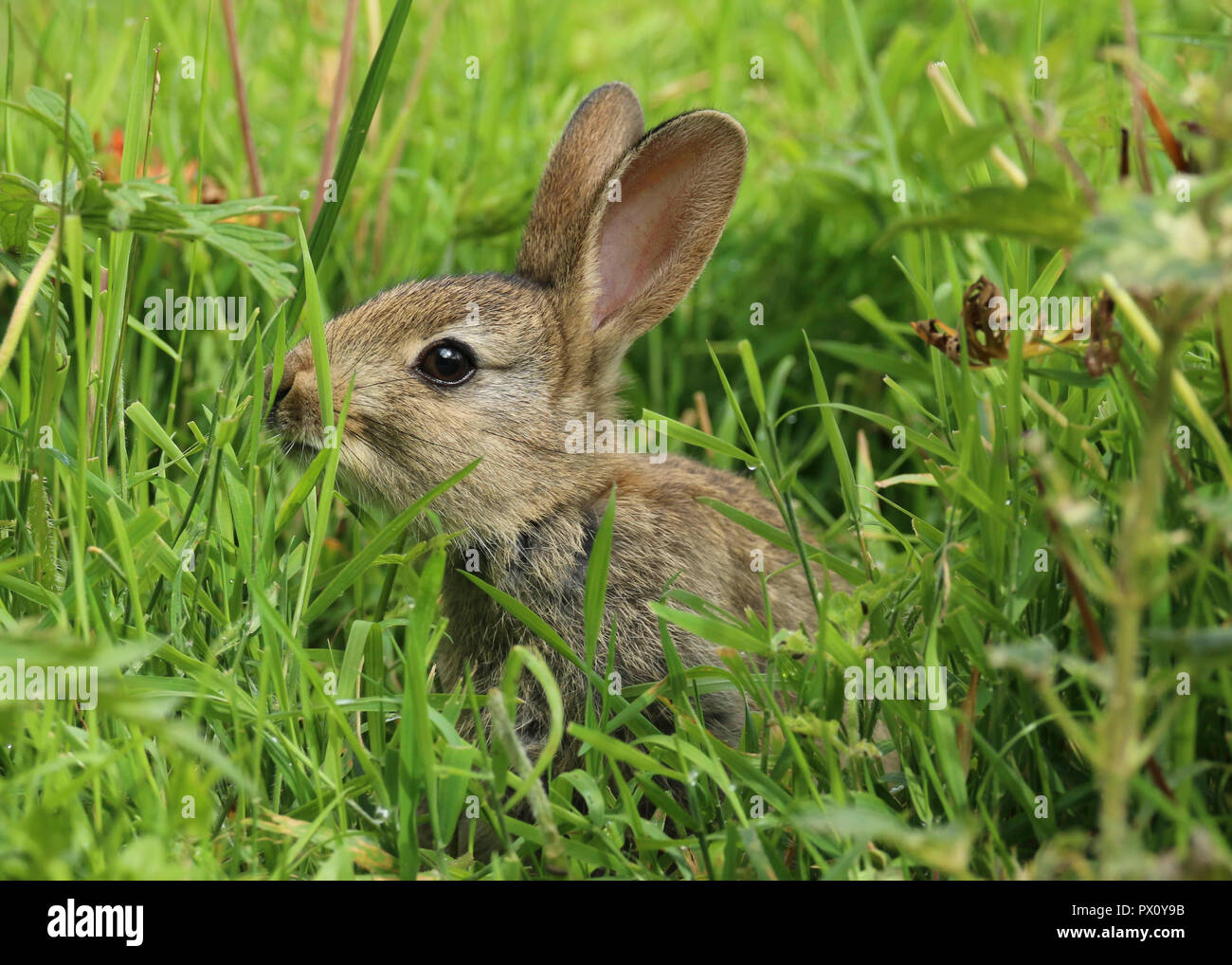 baby wild rabbit in a field in wales in the united kingdom uk Stock ...