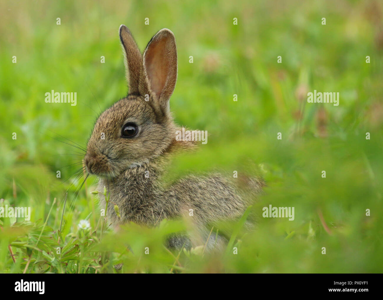 baby wild rabbit in a field in wales in the united kingdom uk Stock