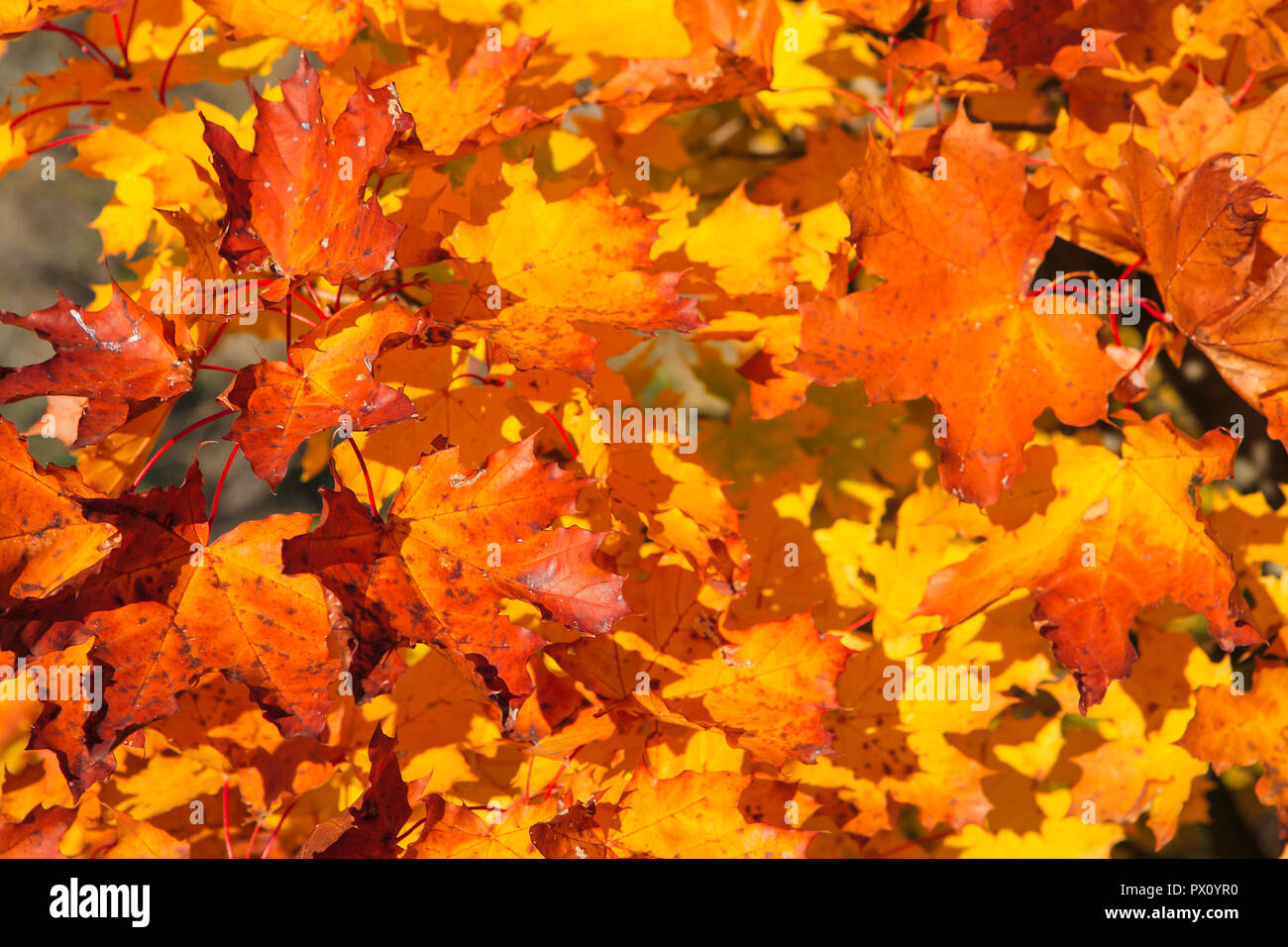 incredibly beautiful autumn forest landscape Stock Photo - Alamy