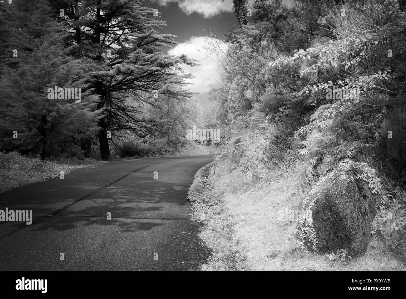 Black and white road from a northern portuguese mountain forest. Used analog infrared filter. Added some digital noise. Stock Photo