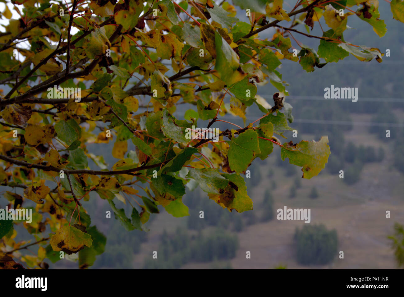 red berries in mountain Stock Photo Alamy