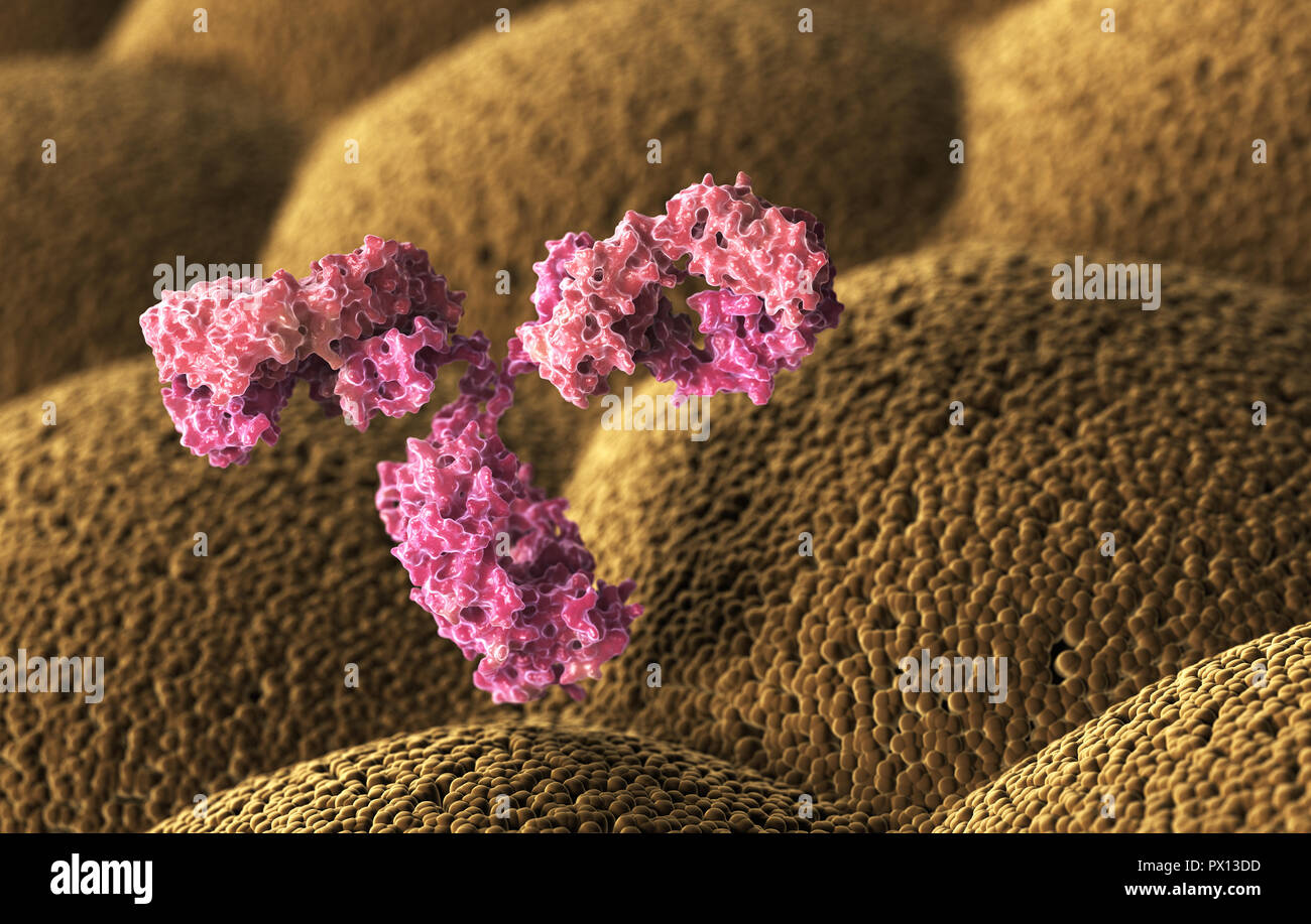 Antibody molecule structure model hi-res stock photography and images ...