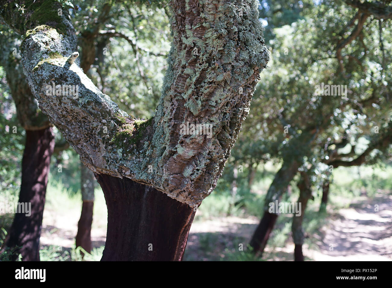 cork oak Quercus suber tree, near Aggius, Sardinia, Italy Stock Photo Alamy