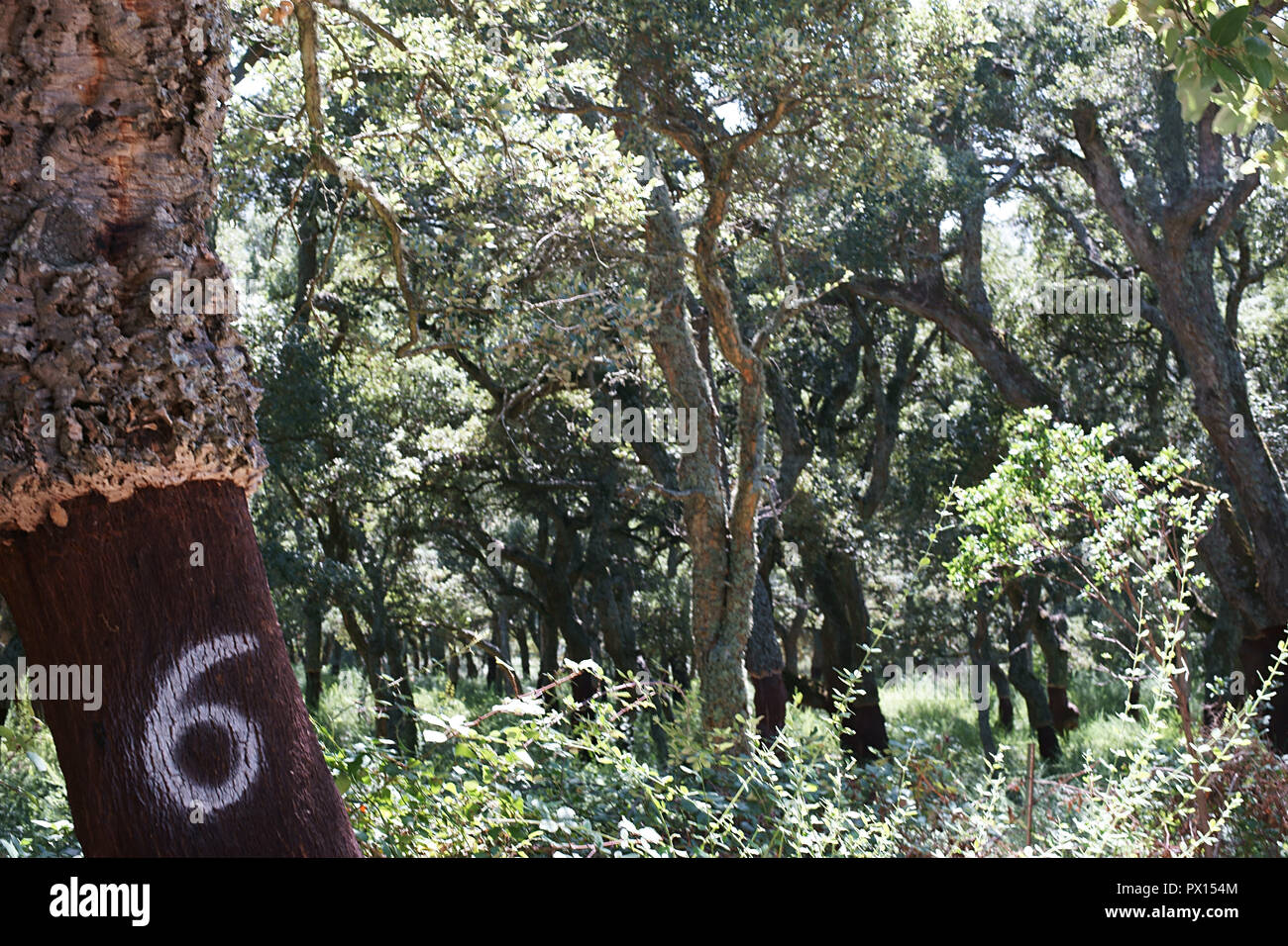 cork oak Quercus suber tree, near Aggius, Sardinia, Italy Stock Photo Alamy