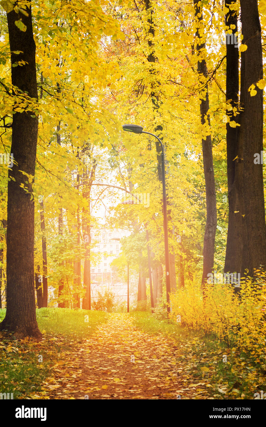 Autumn in the city Park, trees in yellow foliage Stock Photo - Alamy
