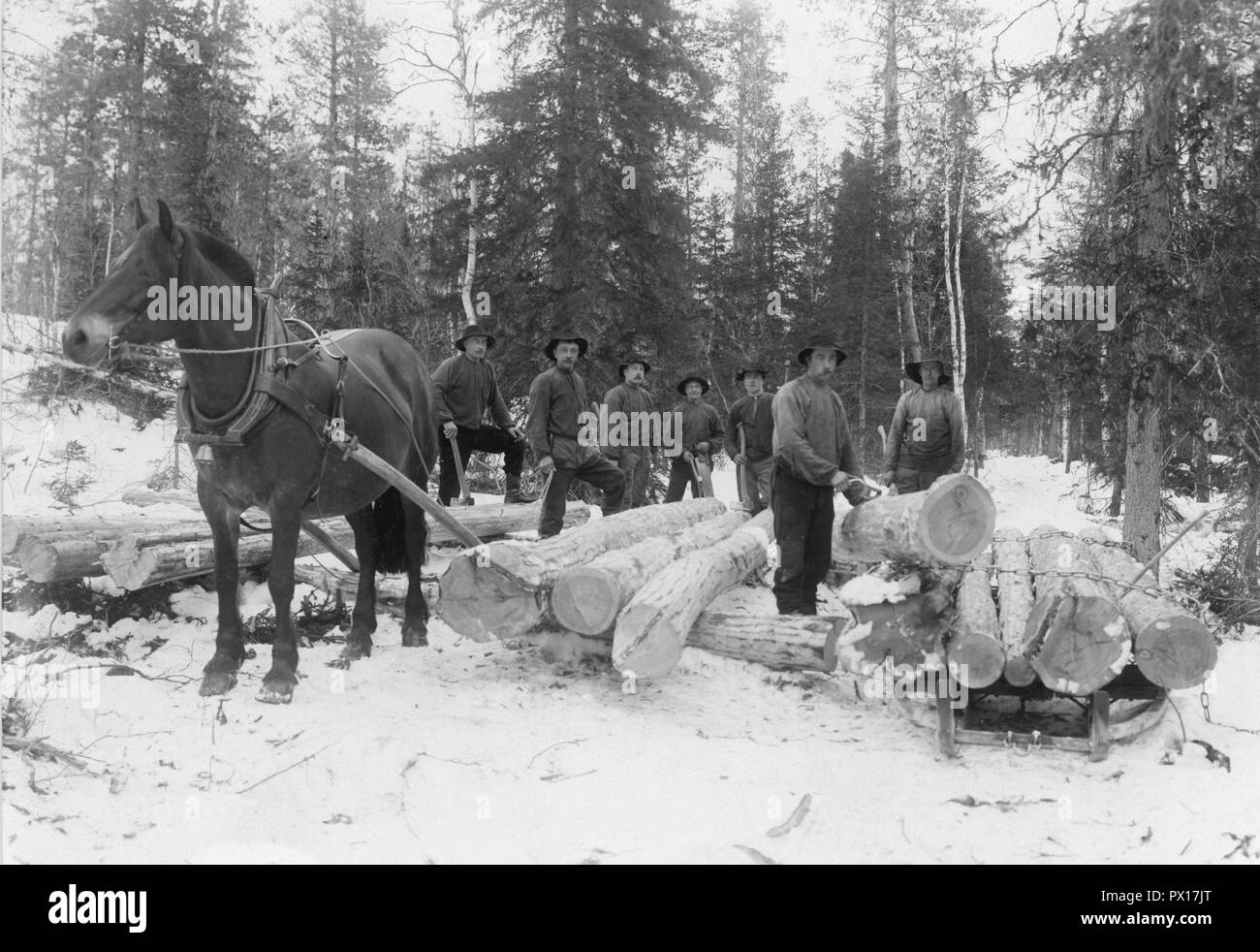Loggers working year 1908. A team of lumberjacks is clearing the way for the tracks of the coming railway through the north of sweden. The logs are transported by horse and sled to the sawmill. Föllinge Jämtland Sweden 1908. Stock Photo