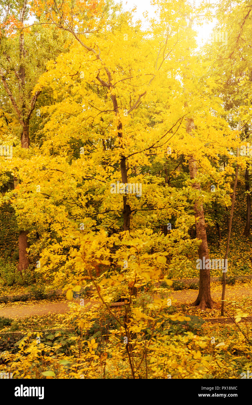 Autumn in the city Park, trees in yellow foliage Stock Photo - Alamy