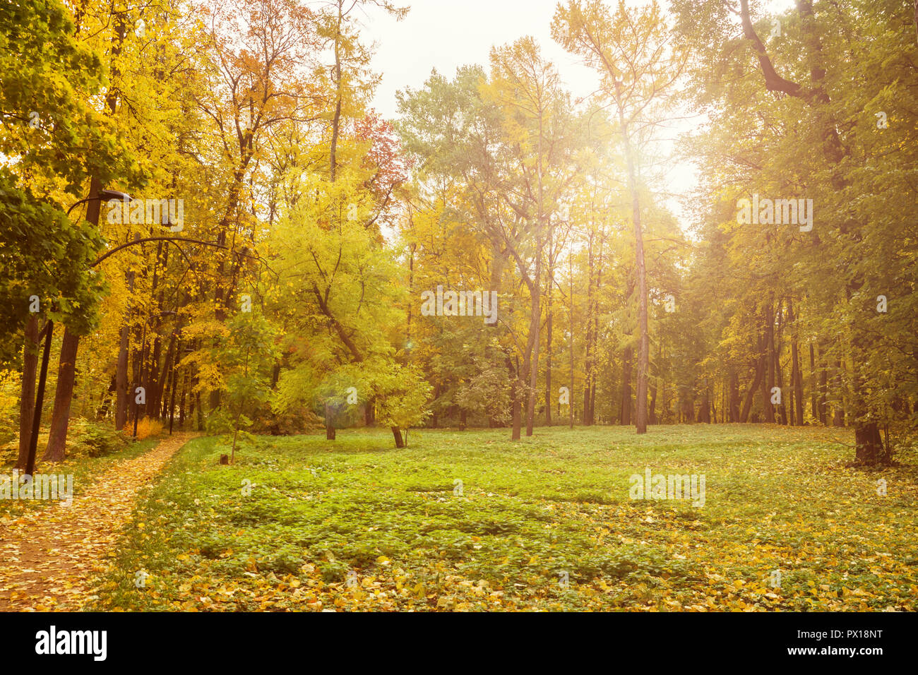 Autumn in the city Park, trees in yellow foliage Stock Photo - Alamy