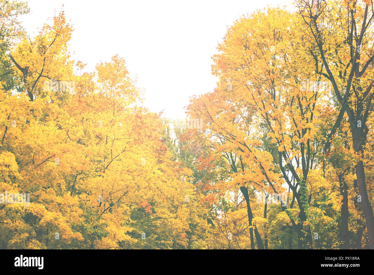 Autumn in the city Park, trees in yellow foliage Stock Photo - Alamy