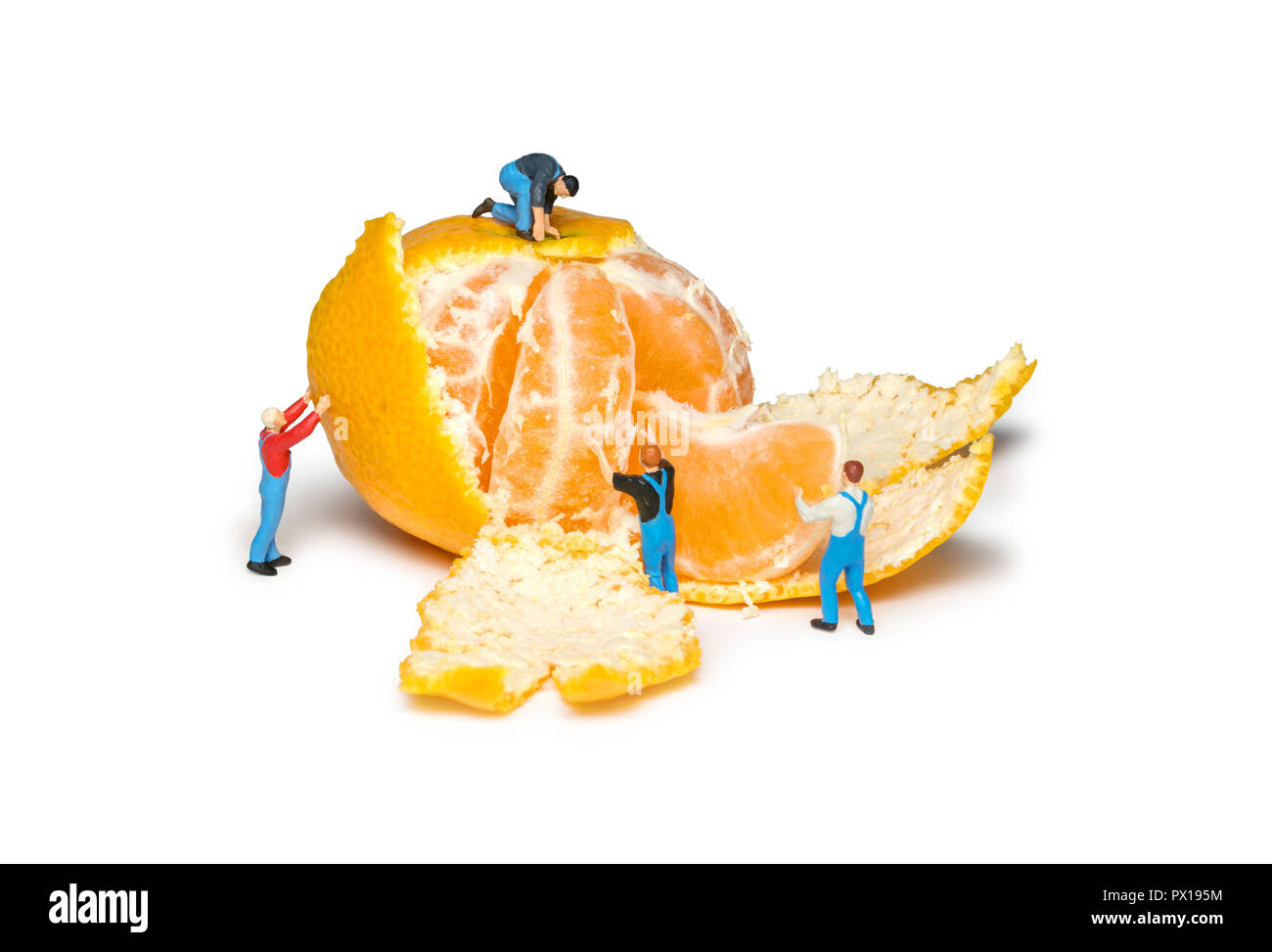 Creative concept with miniature workers. Mens remove the peel mandarins. Teamwork. Tangerines isolated. Little peoples pare fruit. Stock Photo