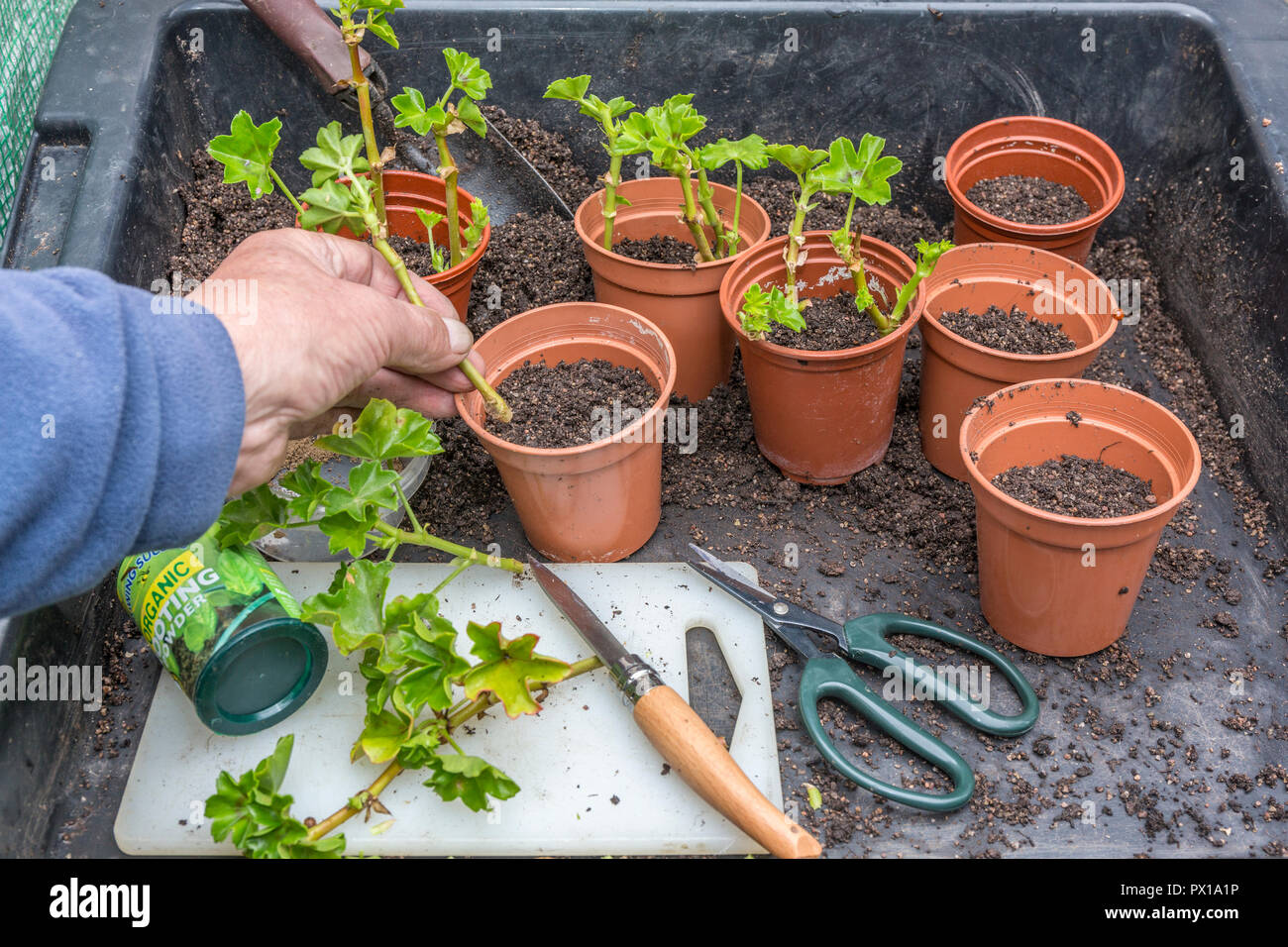 Planting geranium / pelargonium cuttings. Stock Photo