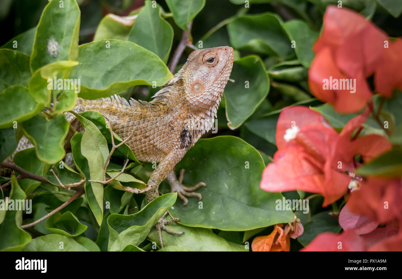 The oriental garden lizard, eastern garden lizard or changeable lizard Calotes versicolor is an agamid lizard found widely distributed in indo-Malaya. Stock Photo