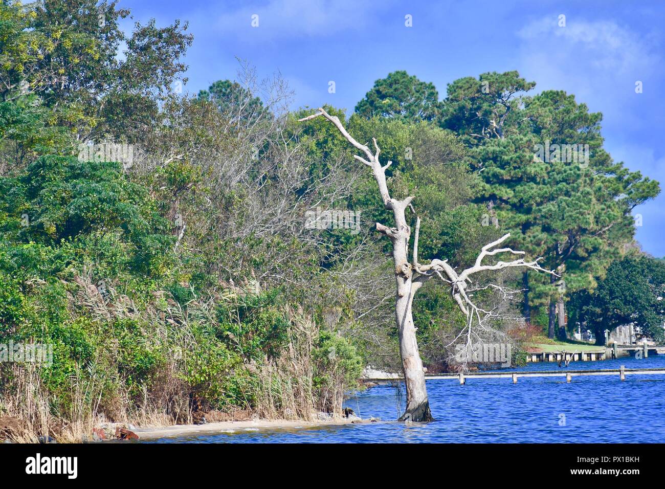 waterscape of dead tree in water Stock Photo