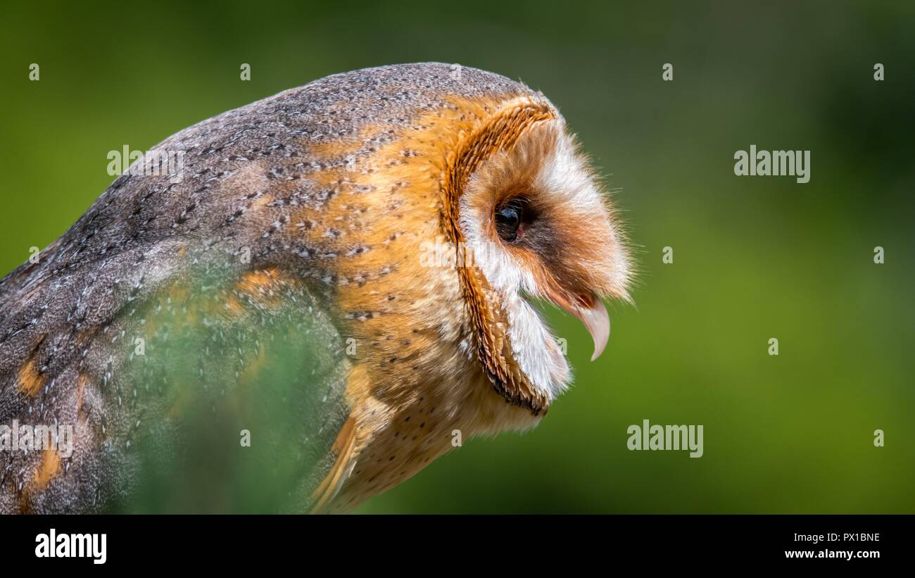 Barn Owl Tyto Alba The Most Widely Distributed Species Of Owl