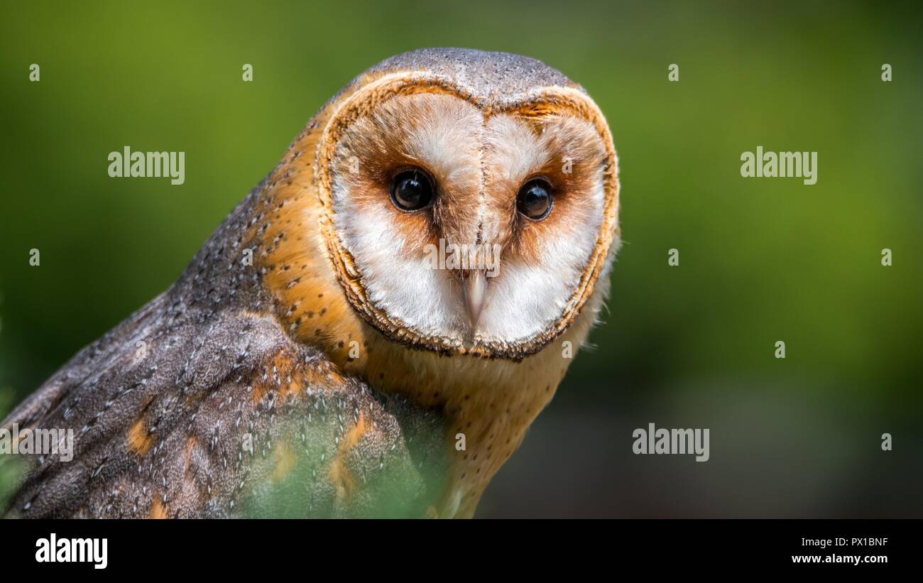 Barn owl -Tyto alba. The most widely distributed species of owl and one of the most widespread of all birds. Stock Photo