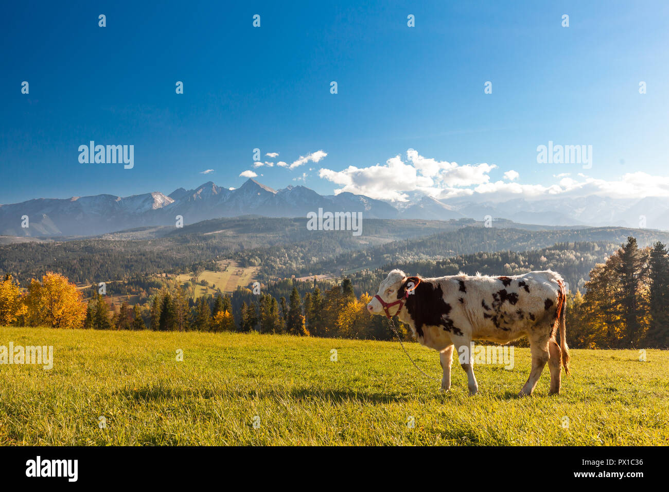 Scenic Tatra Mountains close up from village located in Pieniny region, Poland Stock Photo