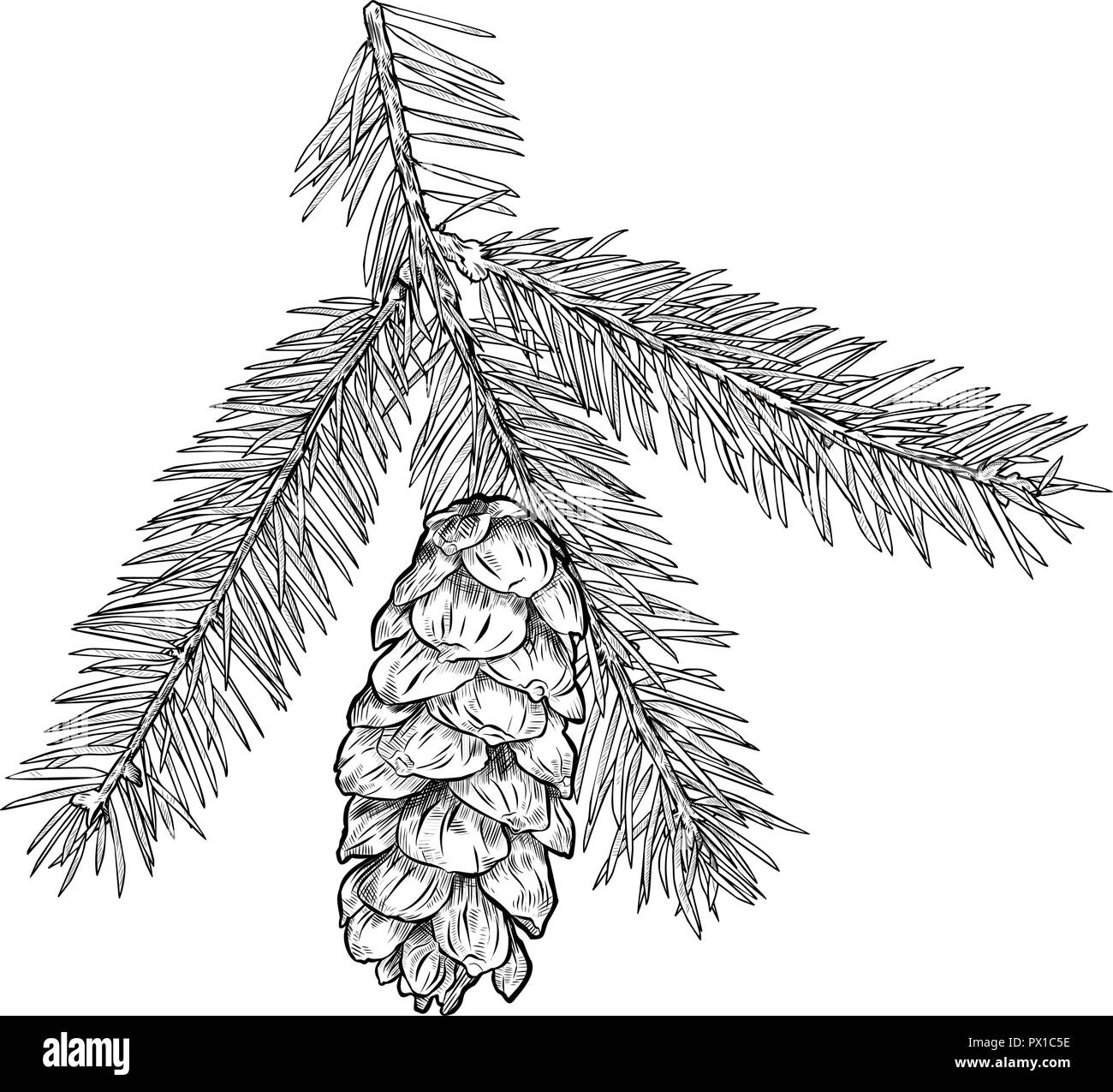 Hand drawn Fir tree branch with cone isolated on white background Stock ...