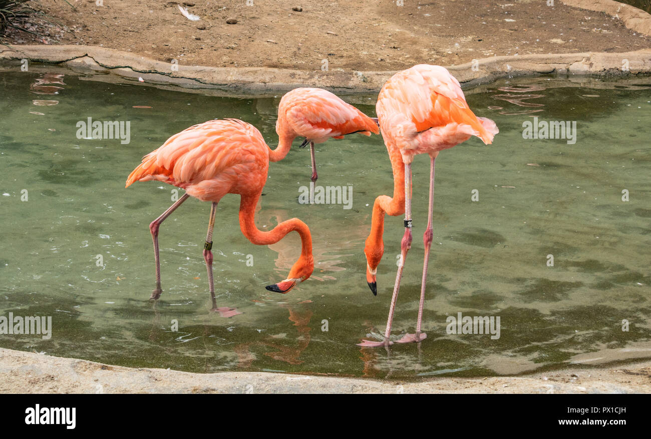 Group of 3 colorful flamingos standing in a pond looking into the water Stock Photo