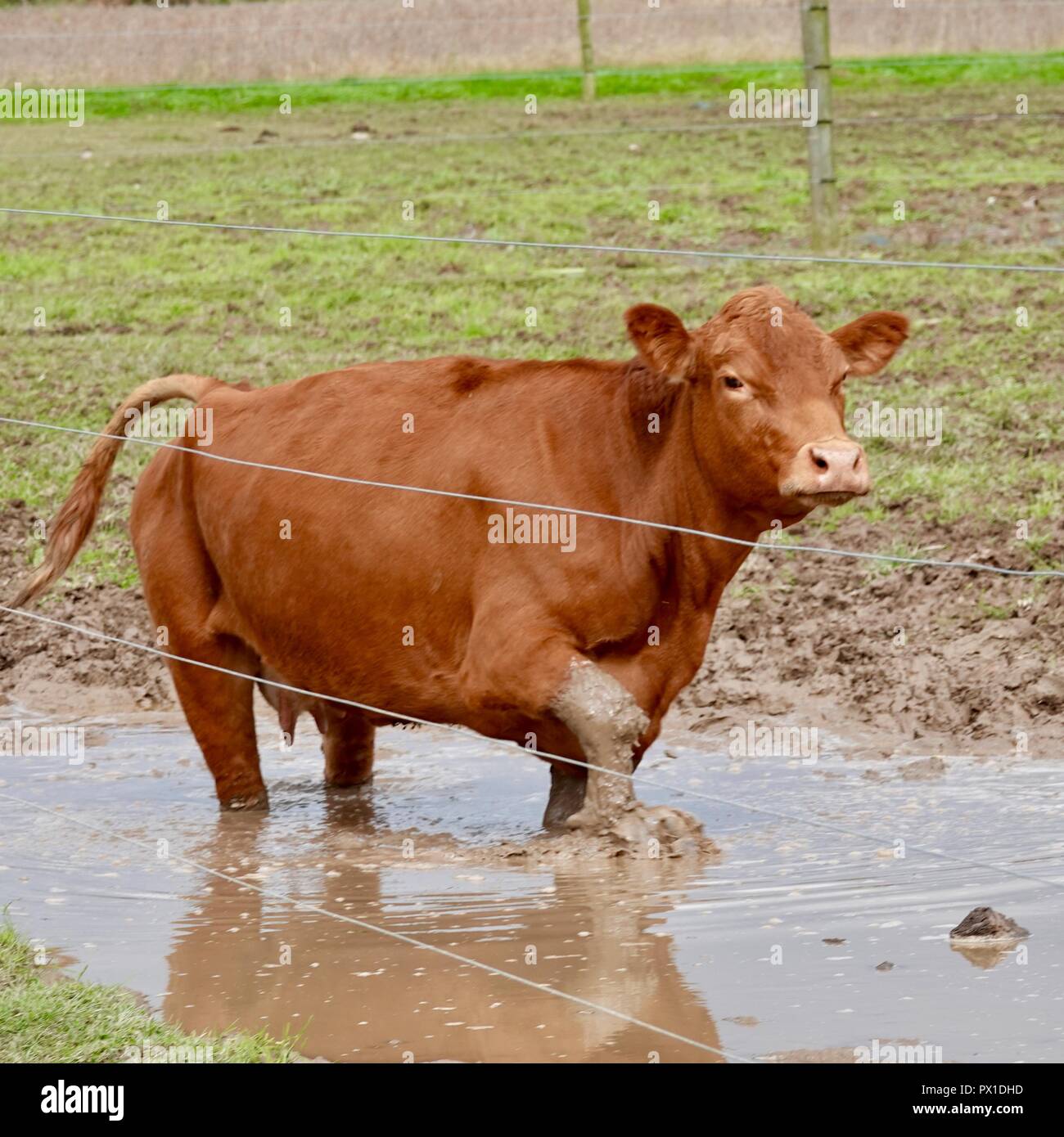 Reddish brown heifer cow, wading through deep mud puddle, facing the camera, Lycoming County, Pennsylvania, USA. Stock Photo
