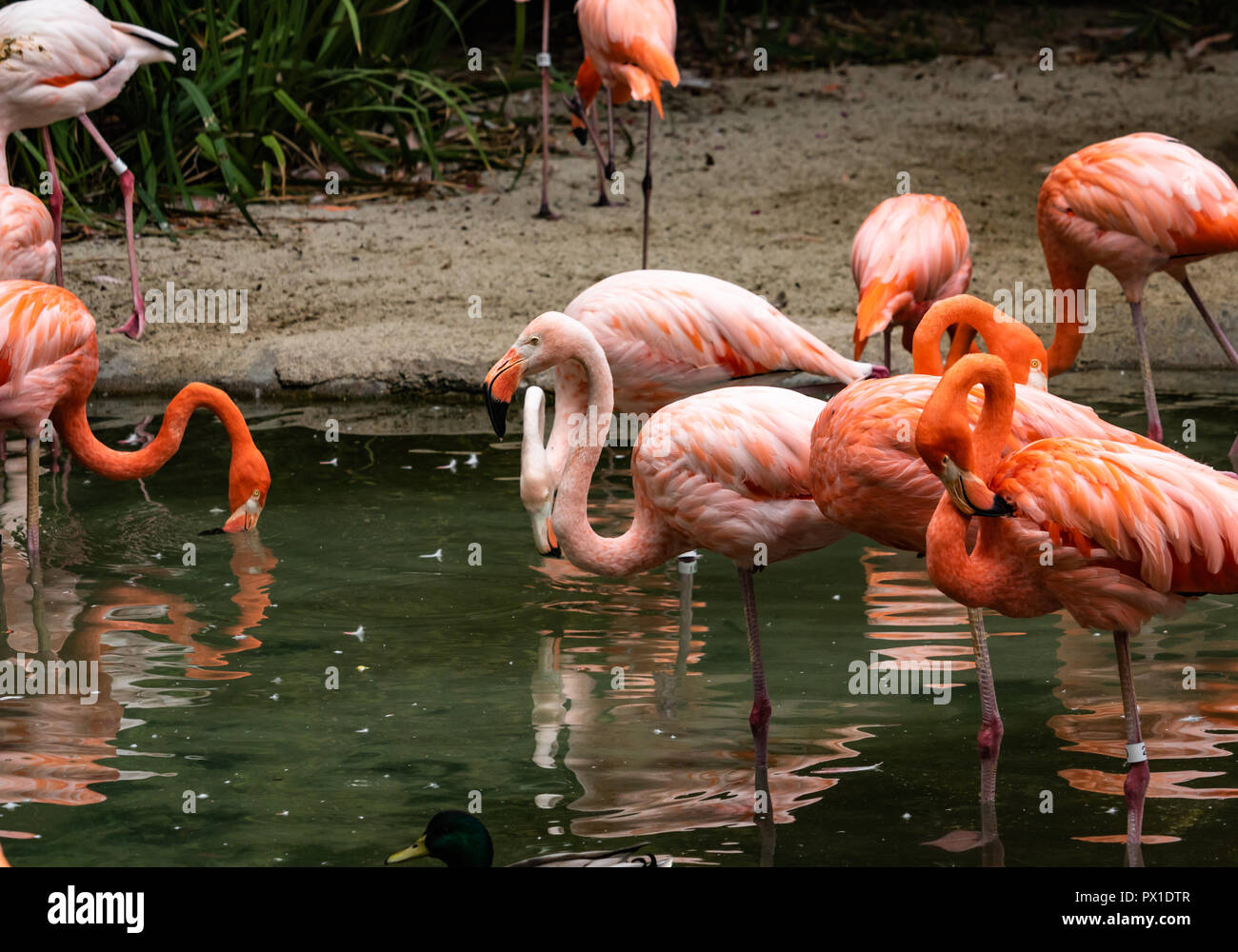 Group flock of a variety of colorful flamingos standing in a pond, some are grooming themselves Stock Photo