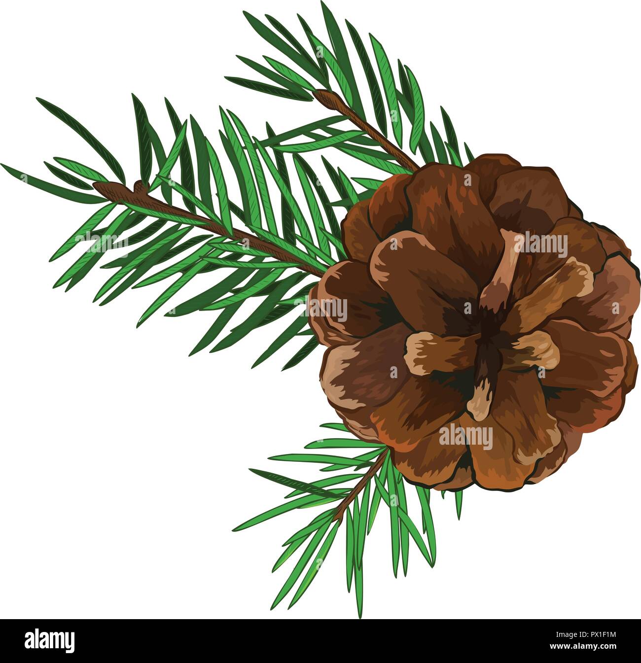 Fir tree branch with cone isolated on white background Stock Vector ...