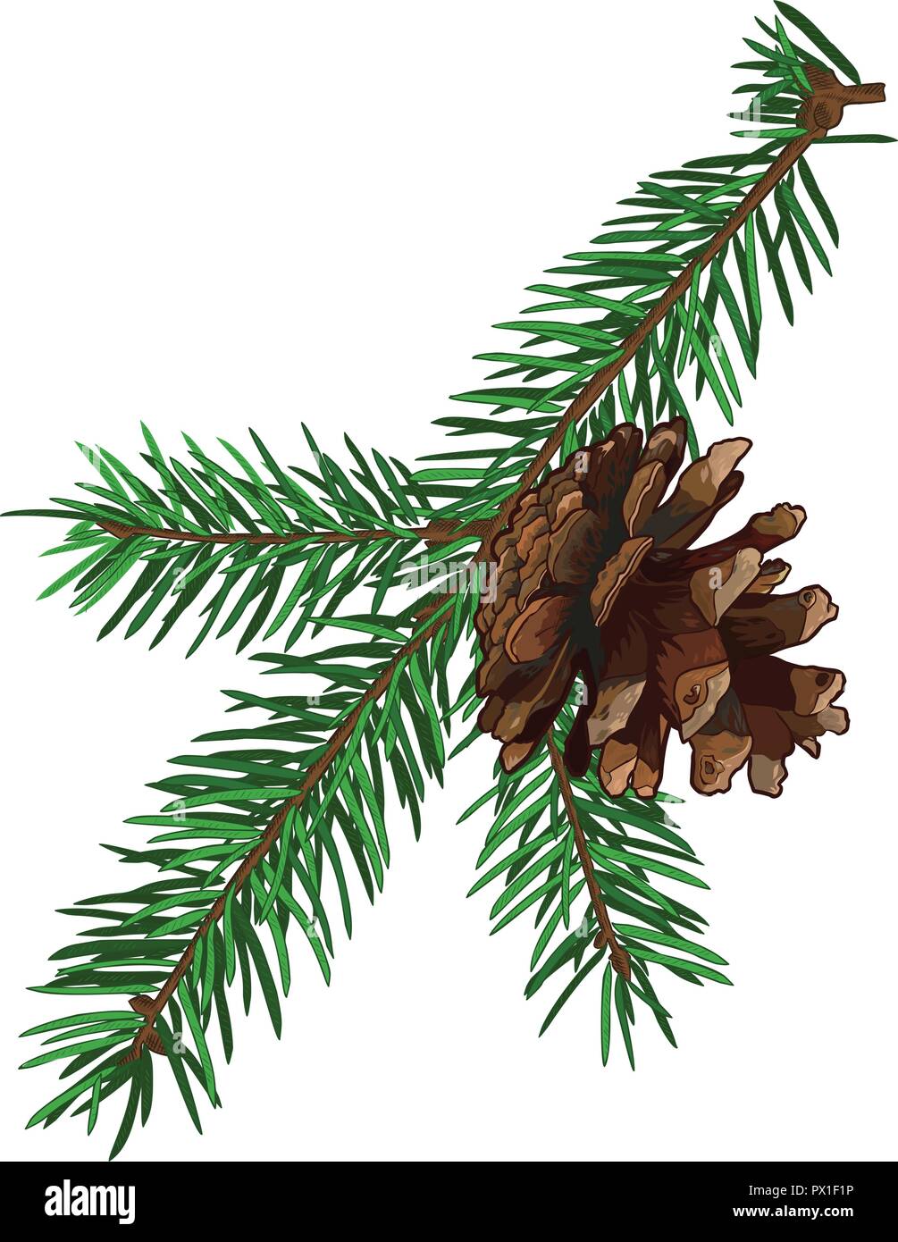 Fir tree branch with cone isolated on white background Stock Vector ...