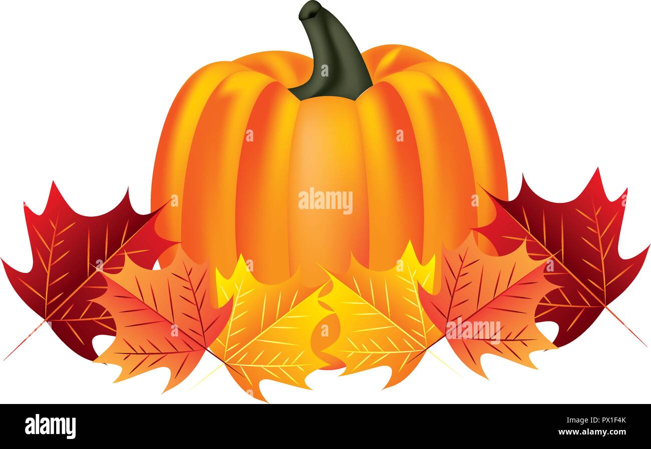 fresh pumpkin leaves on white background vector illustration Stock ...