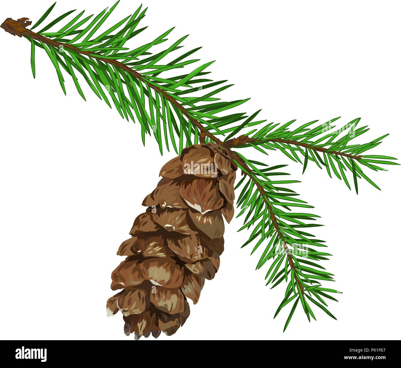 Fir tree branch with cone isolated on white background Stock Vector ...