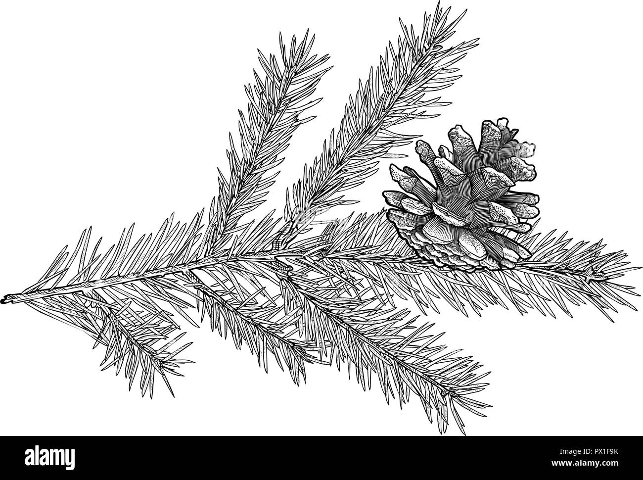 Hand drawn Fir tree branch with cone isolated on white background. Stock Vector