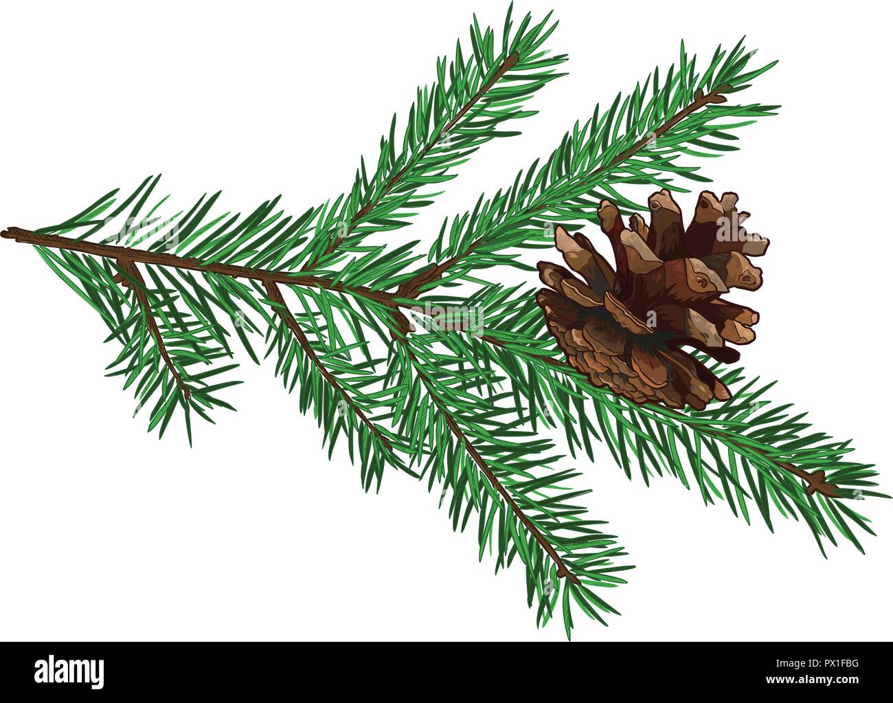 Fir tree branch with cone isolated on white background Stock Vector ...