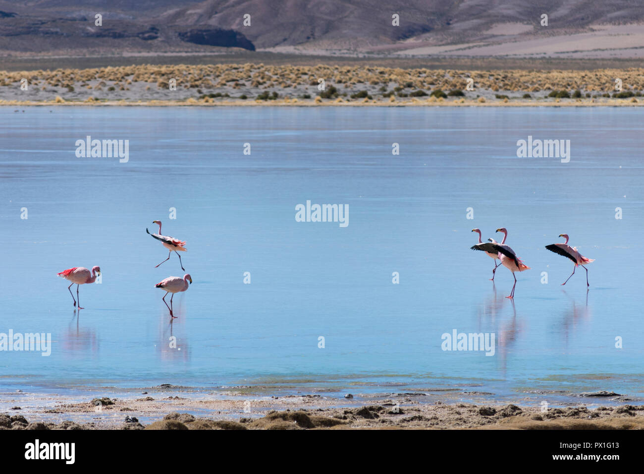 Bolivian flamingos dancing on the water Stock Photo