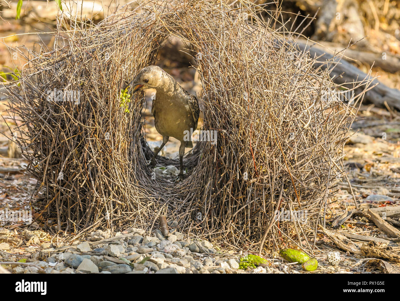 Great Bower Bird, busily and fastidiously repairs his bower and prepares gifts in and around his courtship grounds in readiness for female arrivals. Stock Photo