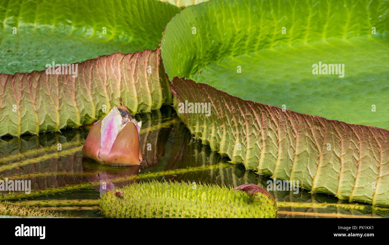 Giant Waterlily at the museum in Romania.  Nice Botanical garden in Cluj-Napoca. Stock Photo