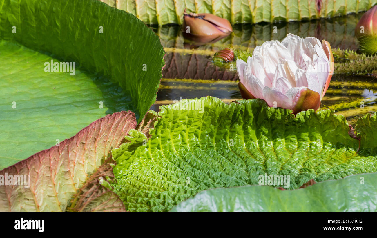 Giant Waterlily at the museum in Romania.  Nice Botanical garden in Cluj-Napoca. Stock Photo