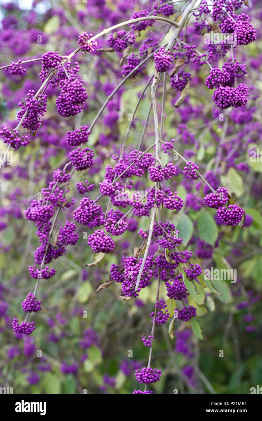 Callicarpa bodinieri var. giraldii 'Profusion' berries in Autumn. Stock Photo