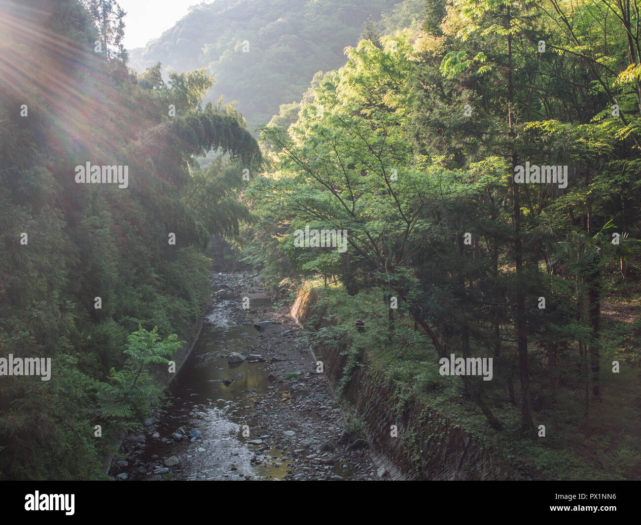 Rays of light, wild trees bright early morning light,  below in shadow, stream flowing between concrete walls,  Ehime, Shikoku, Japan Stock Photo
