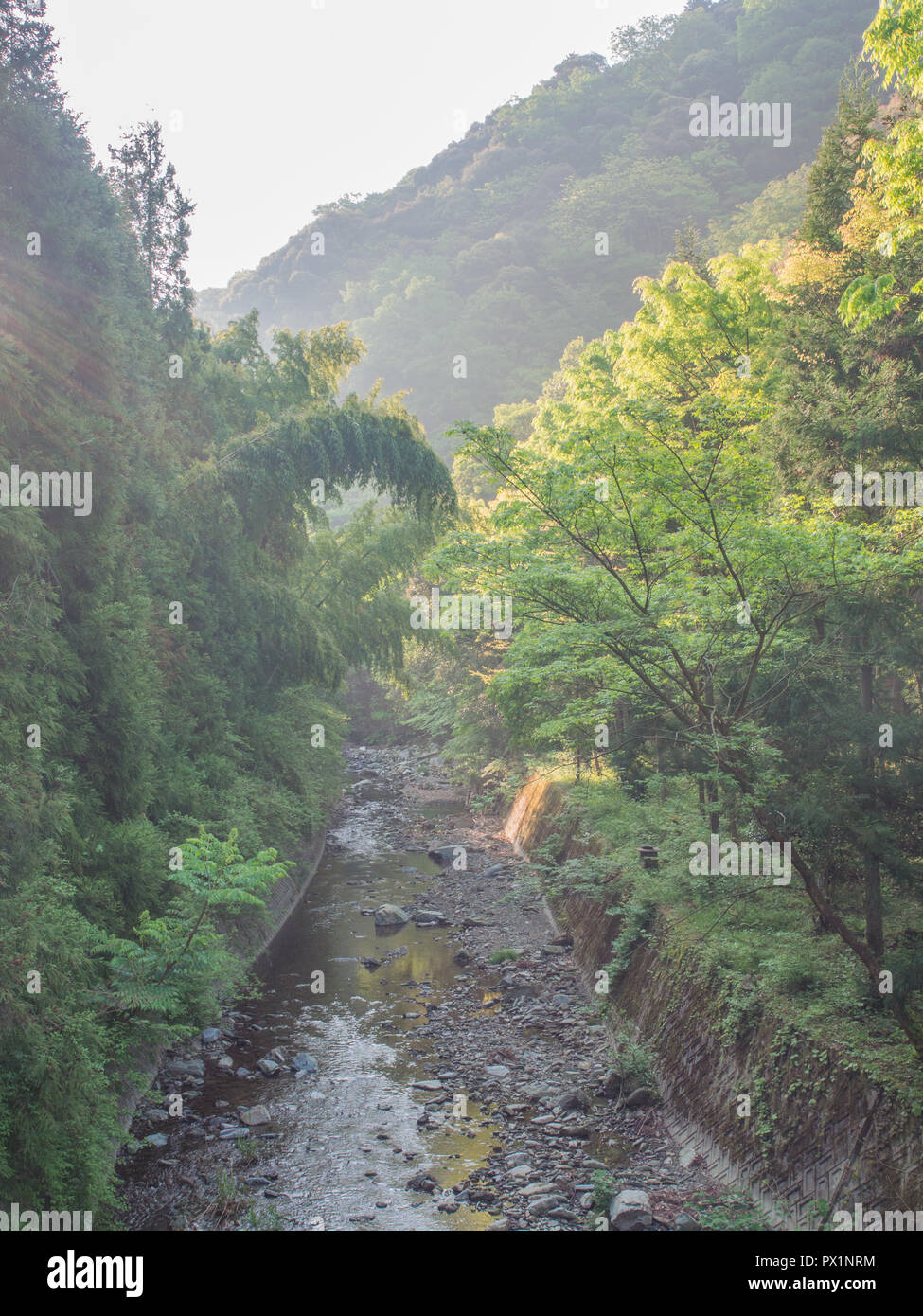 Rays of light, wild trees bright early morning light,  below in shadow, stream flowing between concrete walls,  Ehime, Shikoku, Japan Stock Photo