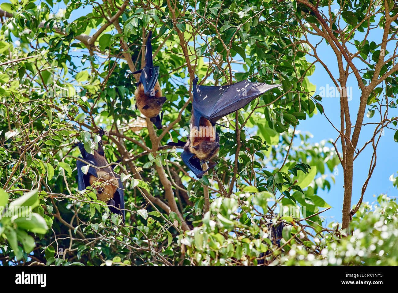 group of fruit bats in trees in Palawan Philippines Stock Photo Alamy